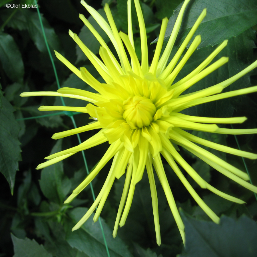 gryson-s-yellow-spider-svenska-dahlias-llskapet