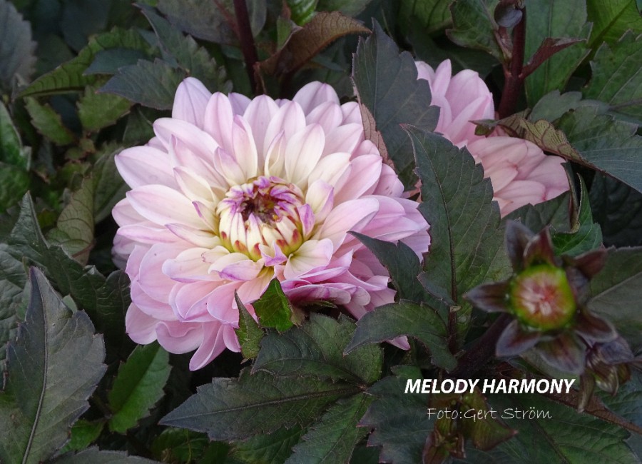 melody-harmony-svenska-dahlias-llskapet